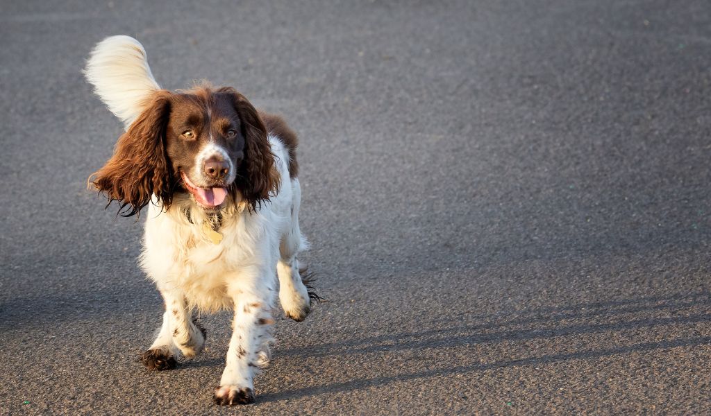 How long do Springer spaniels live?