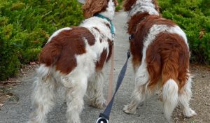 Why do Springer spaniels pull on the lead?