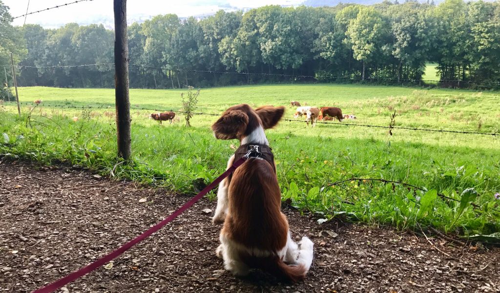 Why do Springer spaniels pull on the lead? 2 Why do Springer spaniels pull on the lead?