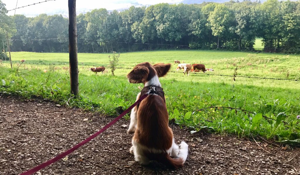 Why do Springer spaniels pull on the lead?