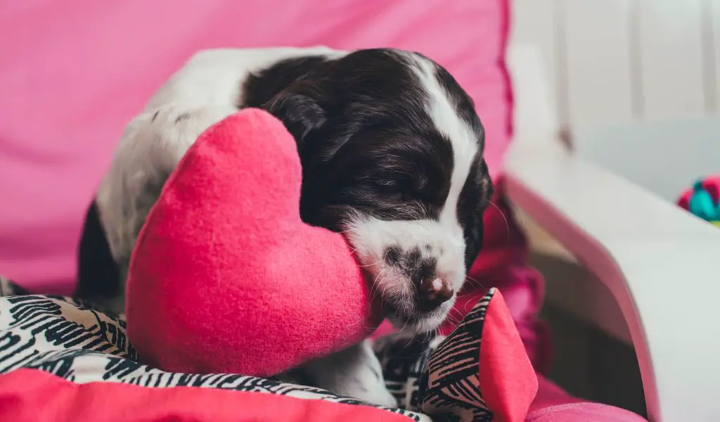 How Can I Stop My English Springer Spaniel From Chewing Everything?