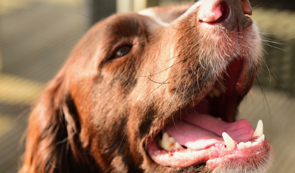 How Can I Stop My English Springer Spaniel From Chewing Everything?