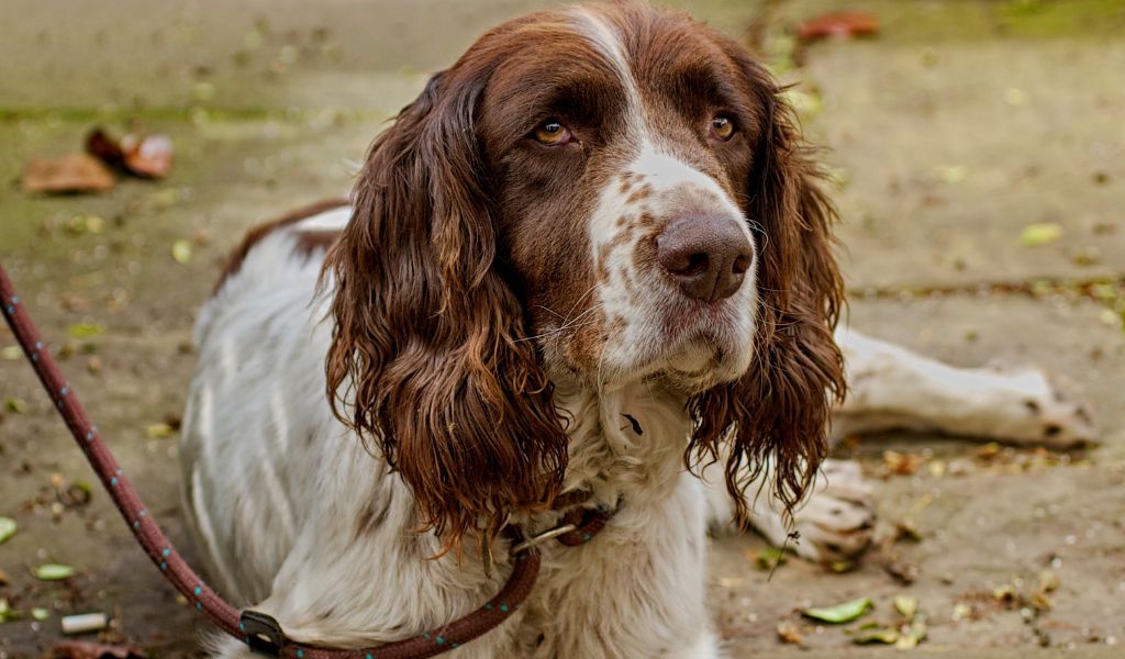 Understanding Separation Anxiety in Springer Spaniels