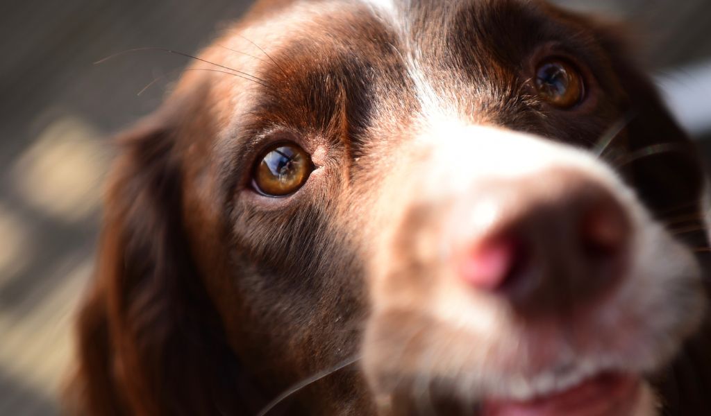 Understanding Separation Anxiety in Springer Spaniels