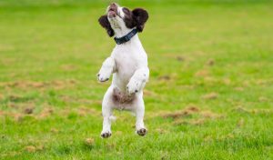 Is it normal for an English Springer Spaniel to be so energetic?