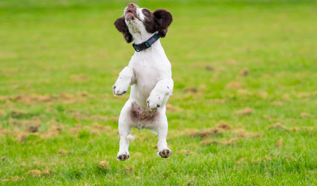 Is it normal for an English Springer Spaniel to be so energetic?