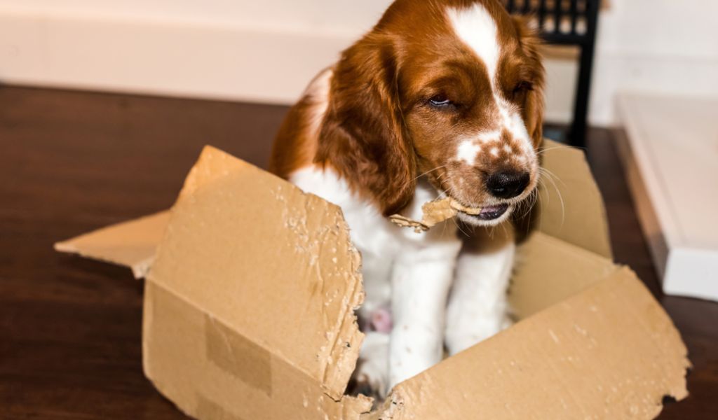 Is it normal for an English Springer Spaniel to be so energetic?