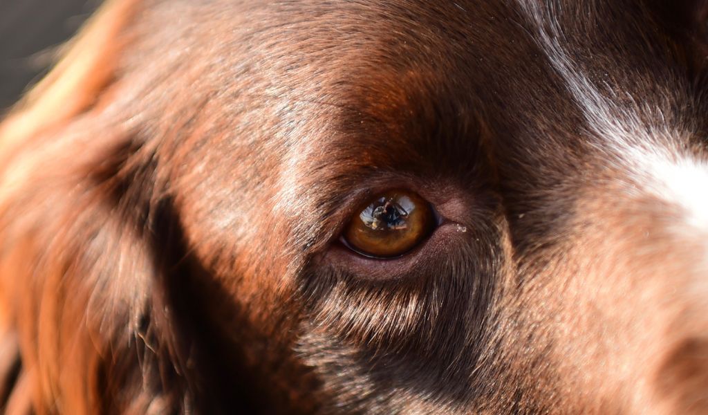 What are the common behavioural issues in English Springer Spaniels?