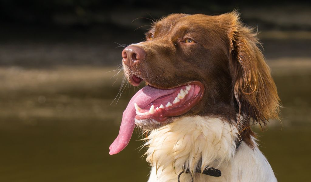 What are the common behavioural issues in English Springer Spaniels?