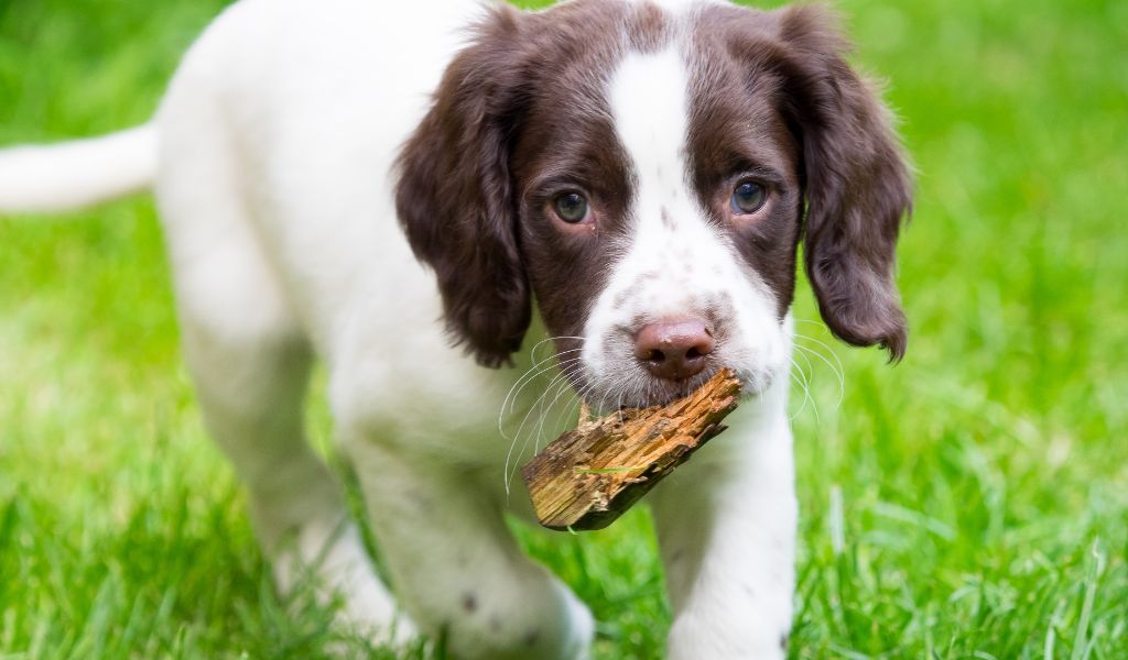 What are the common behavioural issues in English Springer Spaniels?