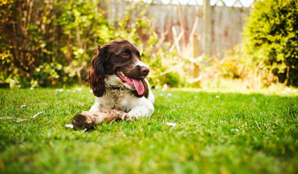 Sprocker Spaniel Health and Care