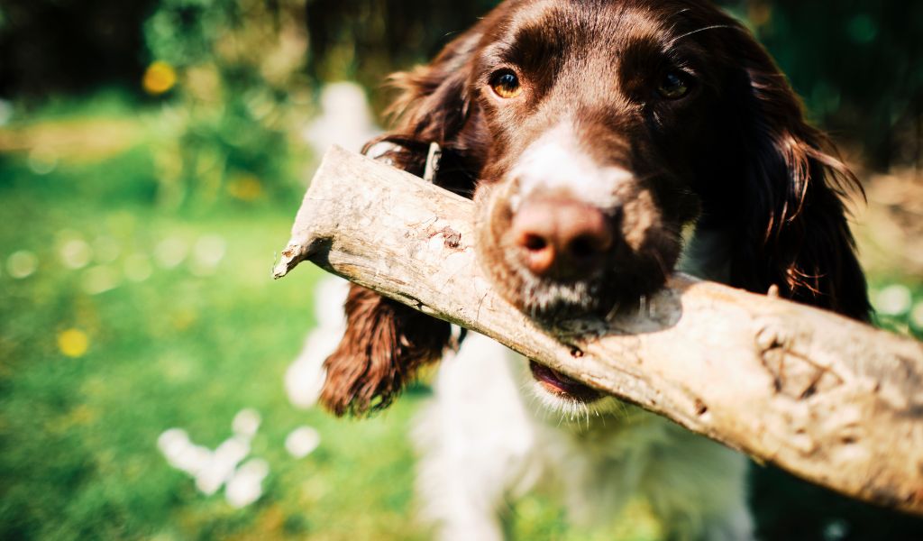 Training Tips For A Well Behaved Sprocker Spaniel Easy Spaniel Training