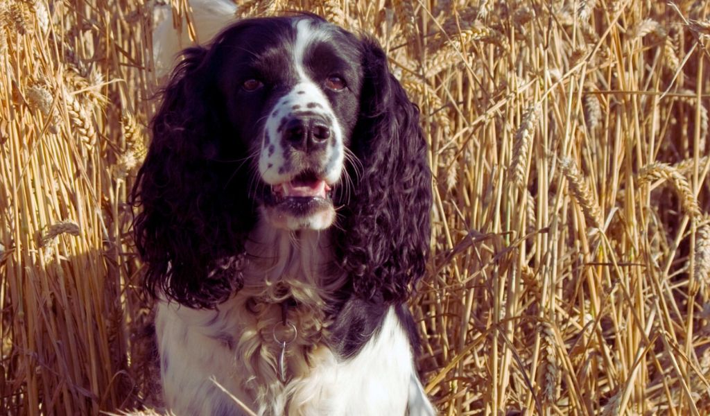 Can you train a Springer spaniel to urinate?