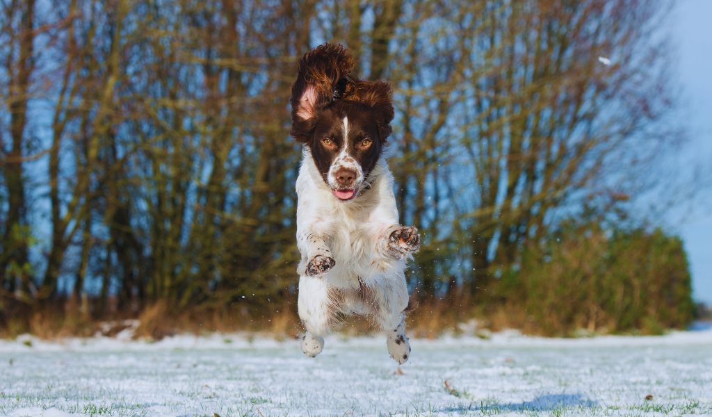 Can You Over Exercise a Springer Spaniel? Navigating the Boundaries of Physical Activity