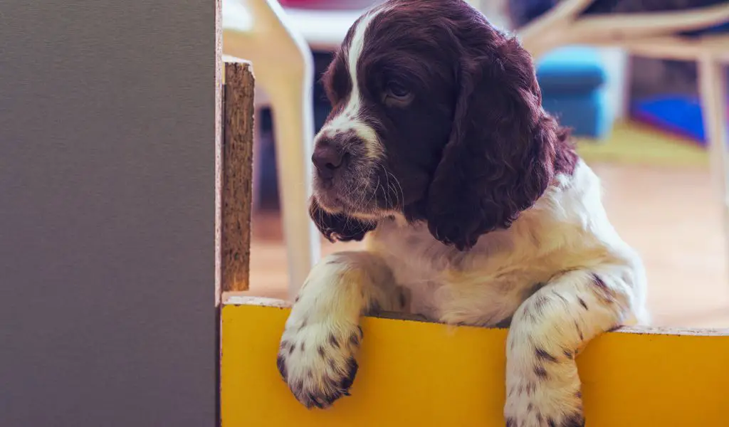 How Much Exercise Does a 3-Month-Old Springer Spaniel Need?