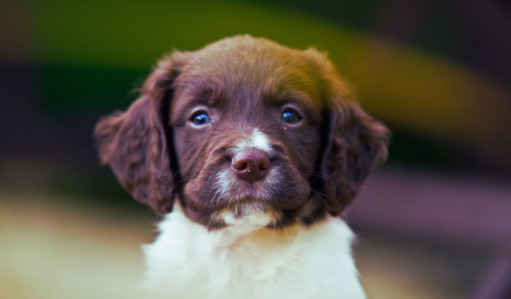 How Far Should I Walk My 12-Week-Old Springer Spaniel?