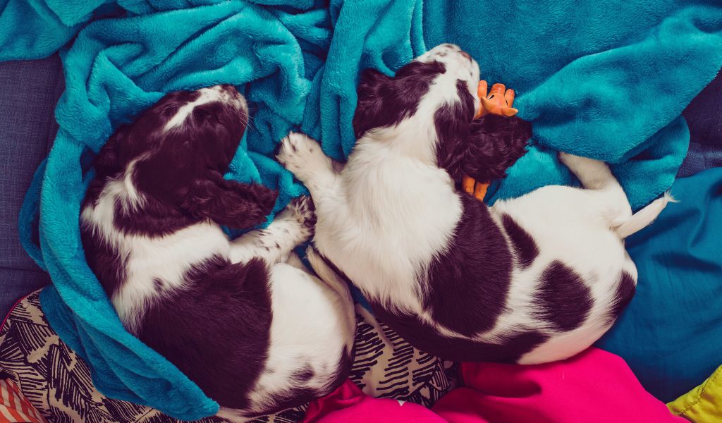 Can You Train a Springer Spaniel to Sleep?