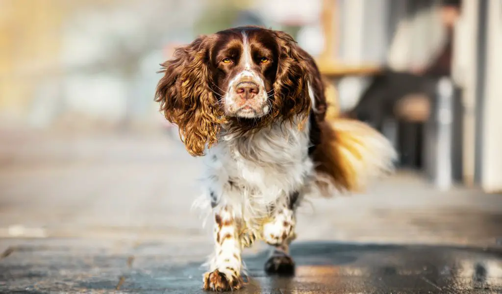 Can You Train a Springer Spaniel to Not Be Aggressive?