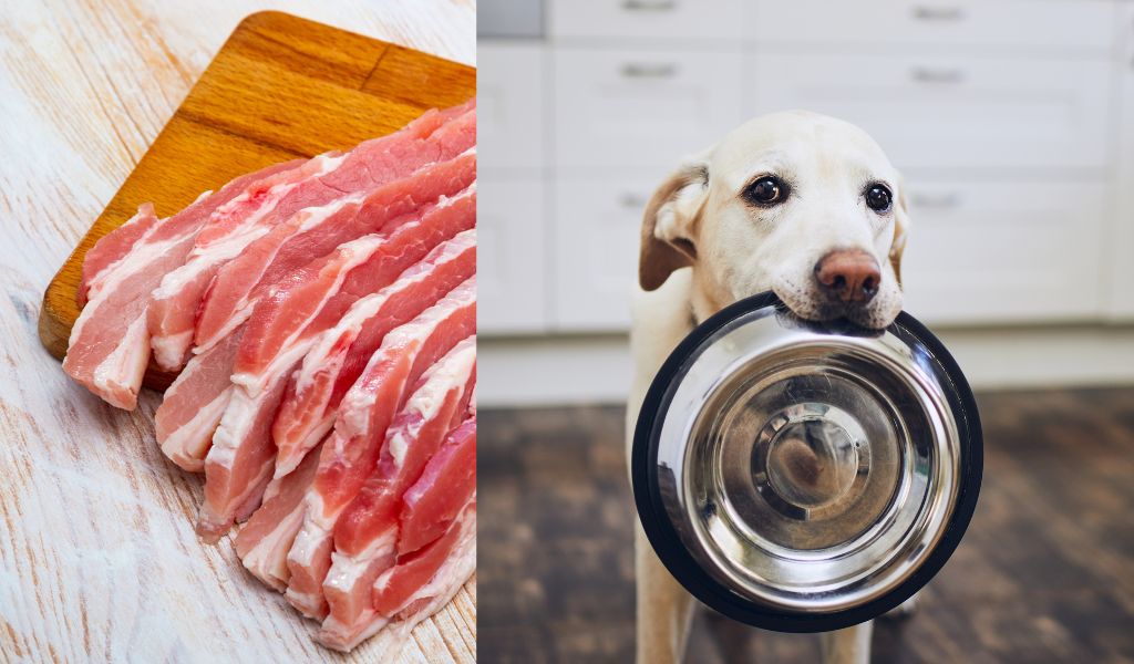 Can Dogs Eat Bacon?