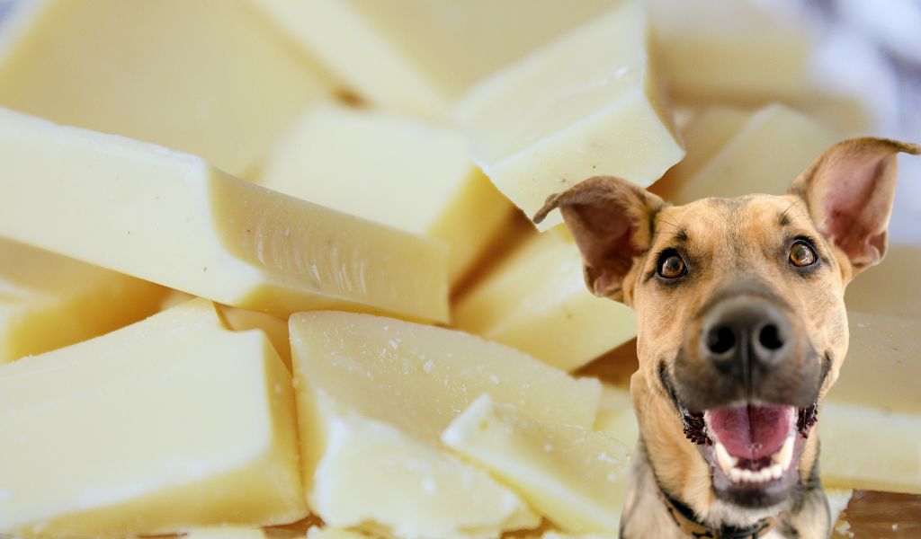 Can Dogs Eat White Chocolate?