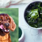 Can Dogs Eat Seaweed?