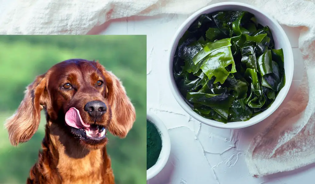 Can Dogs Eat Seaweed?