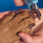 How long should a dog’s nails be?
