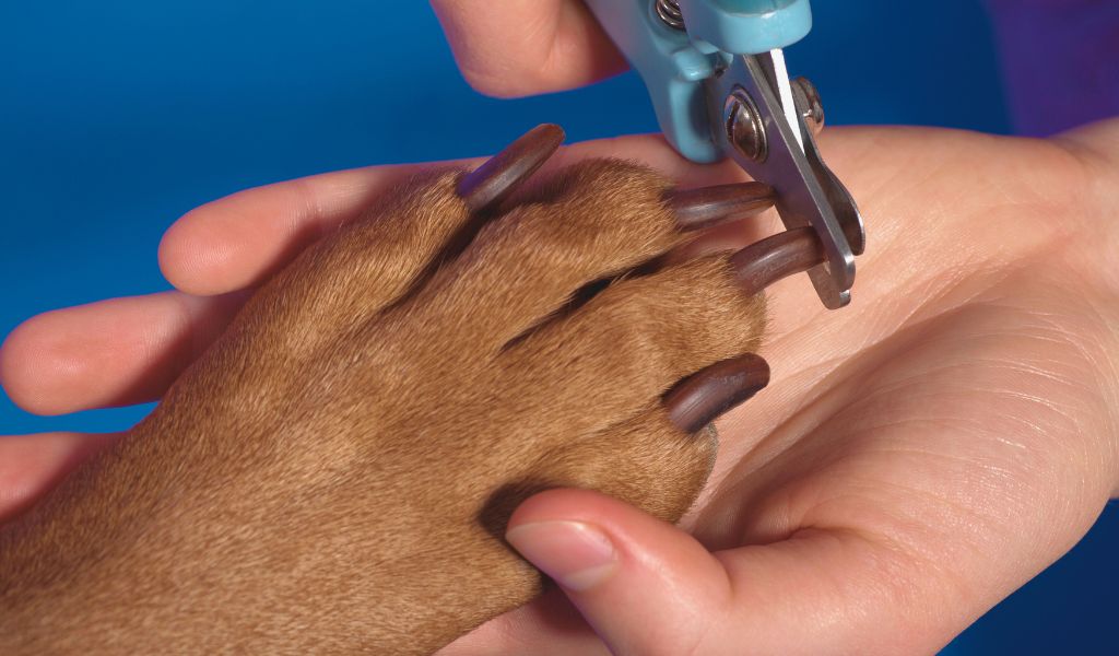 How long should a dog's nails be?