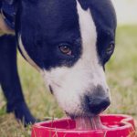 How Much Water Should Dogs Drink a Day?