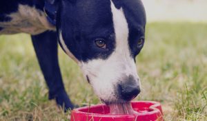 How Much Water Should Dogs Drink a Day?