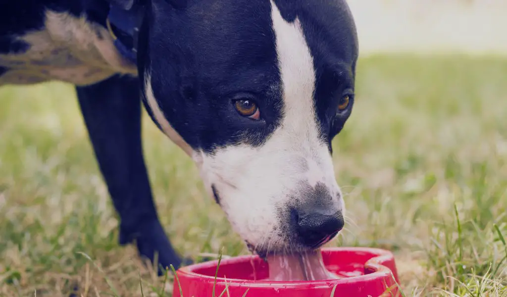 How Much Water Should Dogs Drink a Day?