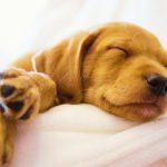 How Many Hours a Day Do Puppies Sleep?