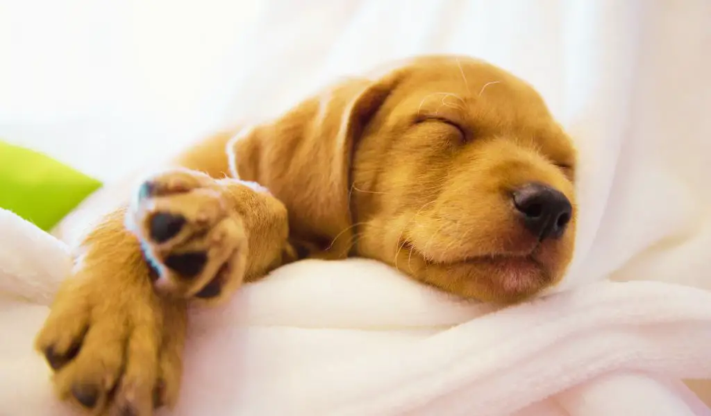How Many Hours a Day Do Puppies Sleep?