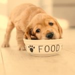 What Age Can Puppies Have Raw Food?