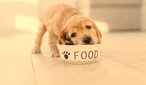 What Age Can Puppies Have Raw Food?