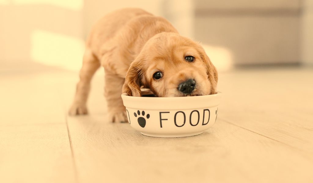 What Age Can Puppies Have Raw Food?