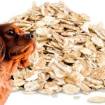  Can Dogs Eat Oatmeal?