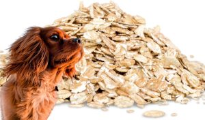  Can Dogs Eat Oatmeal?
