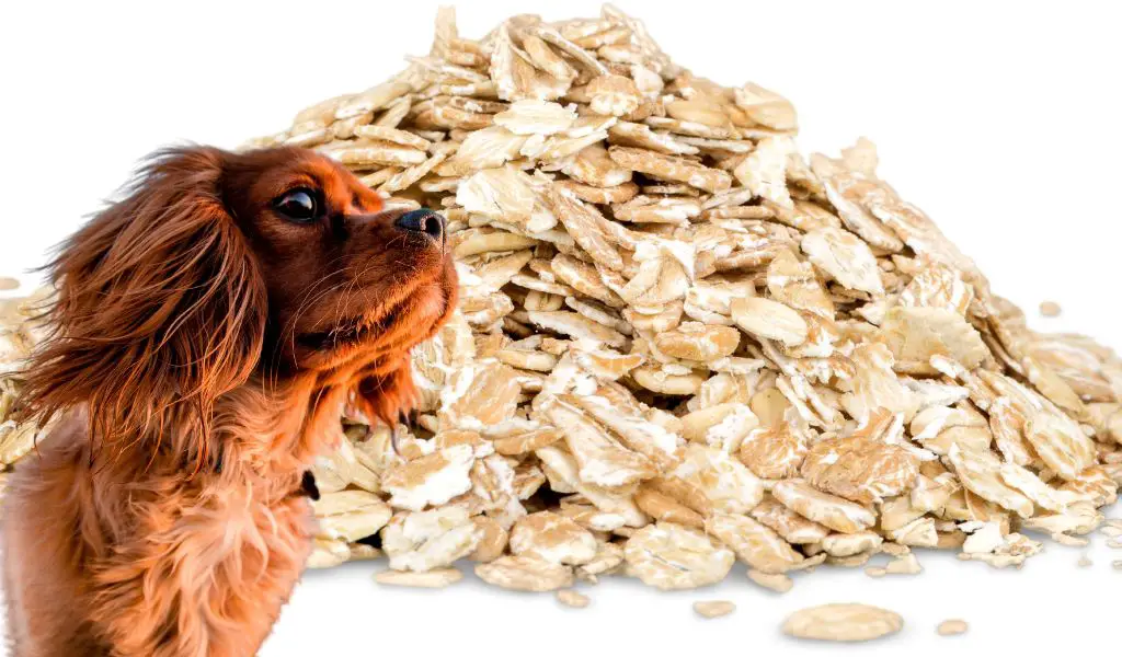  Can Dogs Eat Oatmeal?