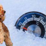 Can Cocker Spaniels Handle Cold Weather?