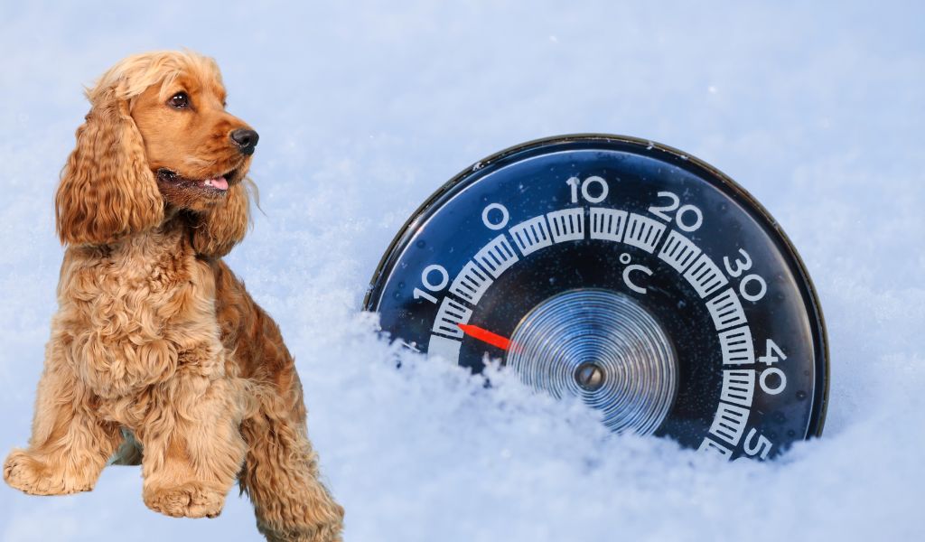 Can Cocker spaniels handle cold weather?