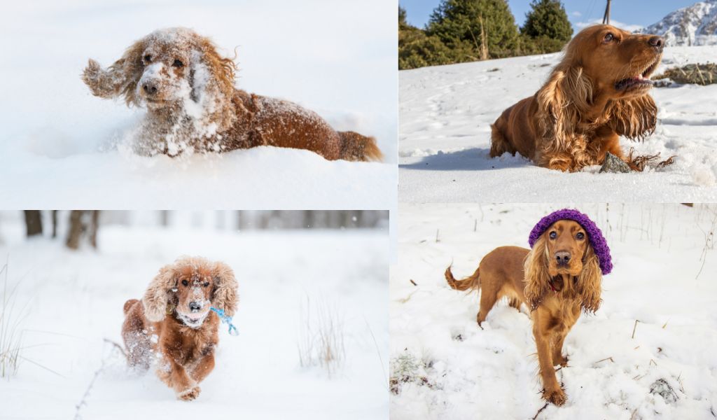 are cocker spaniels okay in cold weather