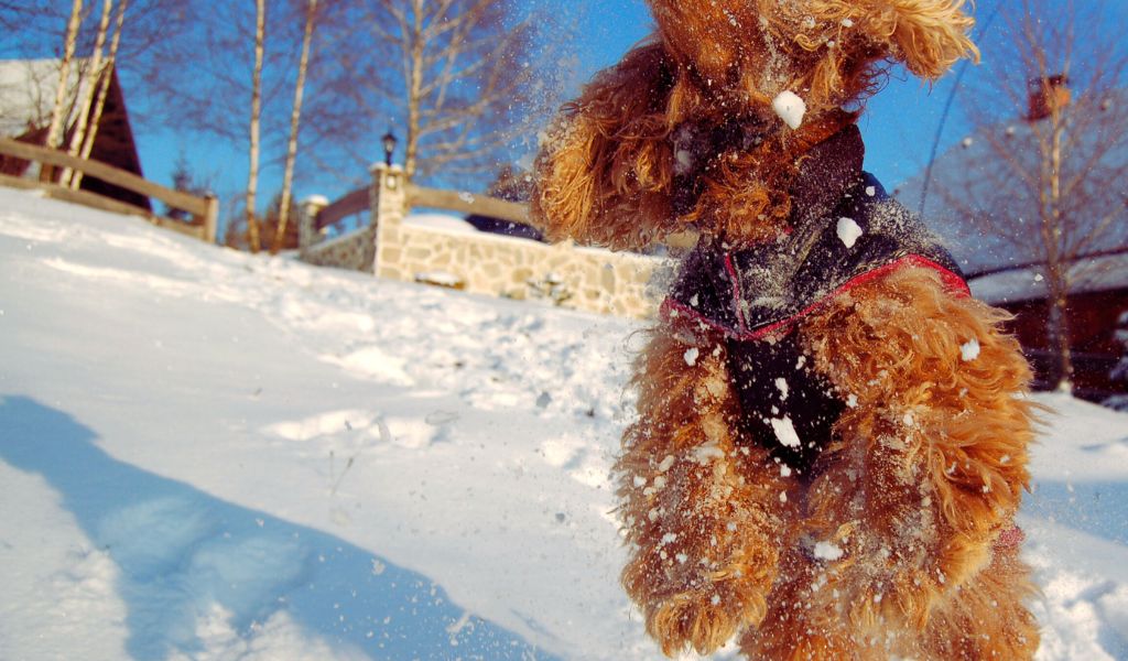 can cocker spaniels handle cold weather