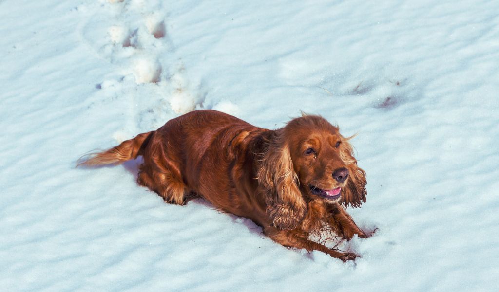 do cocker spaniels like the cold