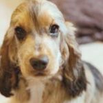 What is a Sable Cocker Spaniel Puppy?
