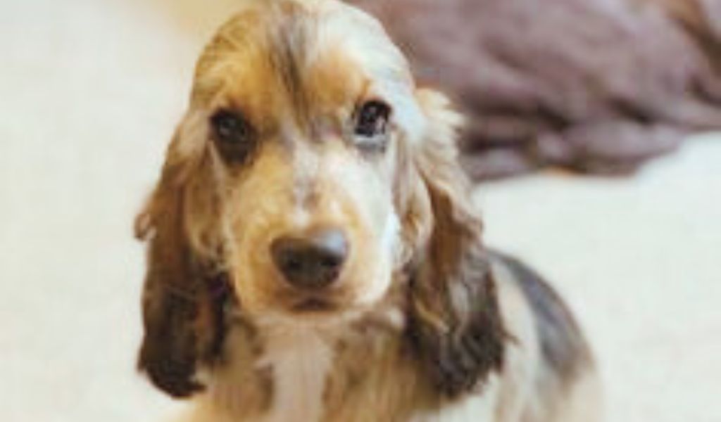 What is a Sable Cocker Spaniel Puppy?