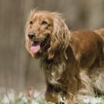What is a Colonial Cocker Spaniel?