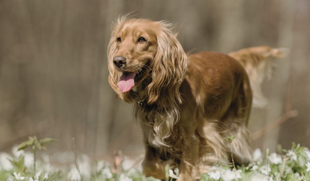 what is a colonial cocker spaniel