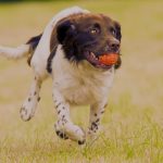 How to Stop a Springer Spaniel from Running Away: Your Comprehensive Guide