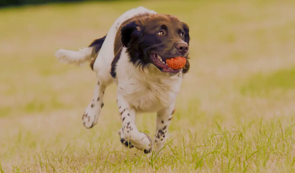 How to Stop a Springer Spaniel from Running Away: Your Comprehensive Guide